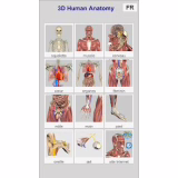 3D Anatomy